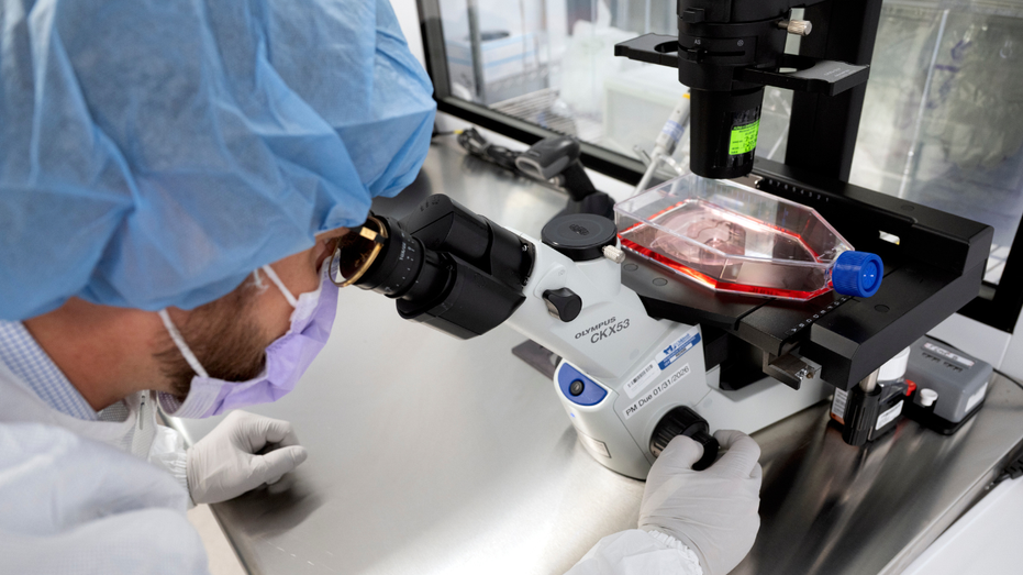 New cancer tech sends chemo straight to tumors Cairns Accountant